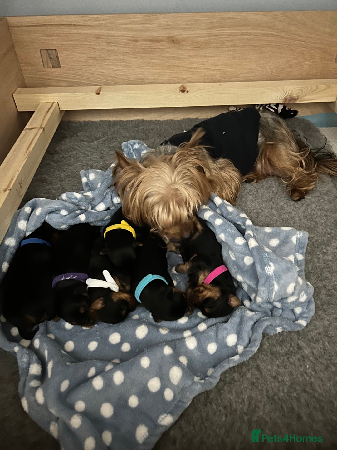 Yorkshire Terrier dogs for sale: Ready to leave  - Image 11