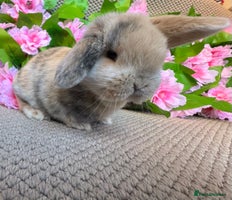 Mini Lop rabbits - Advert 4