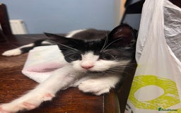 Domestic Shorthair cats for sale: Four 11 week old kittens - Image 6