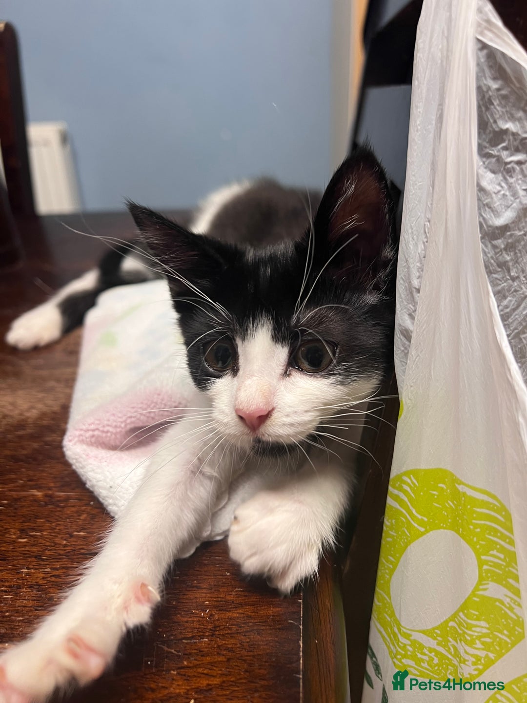 Domestic Shorthair cats for sale: Four 11 week old kittens - Image 6