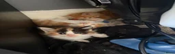 Mixed Breed cats for sale: Beautiful Tabby Cross Ragdoll Kittens  - Advert 5