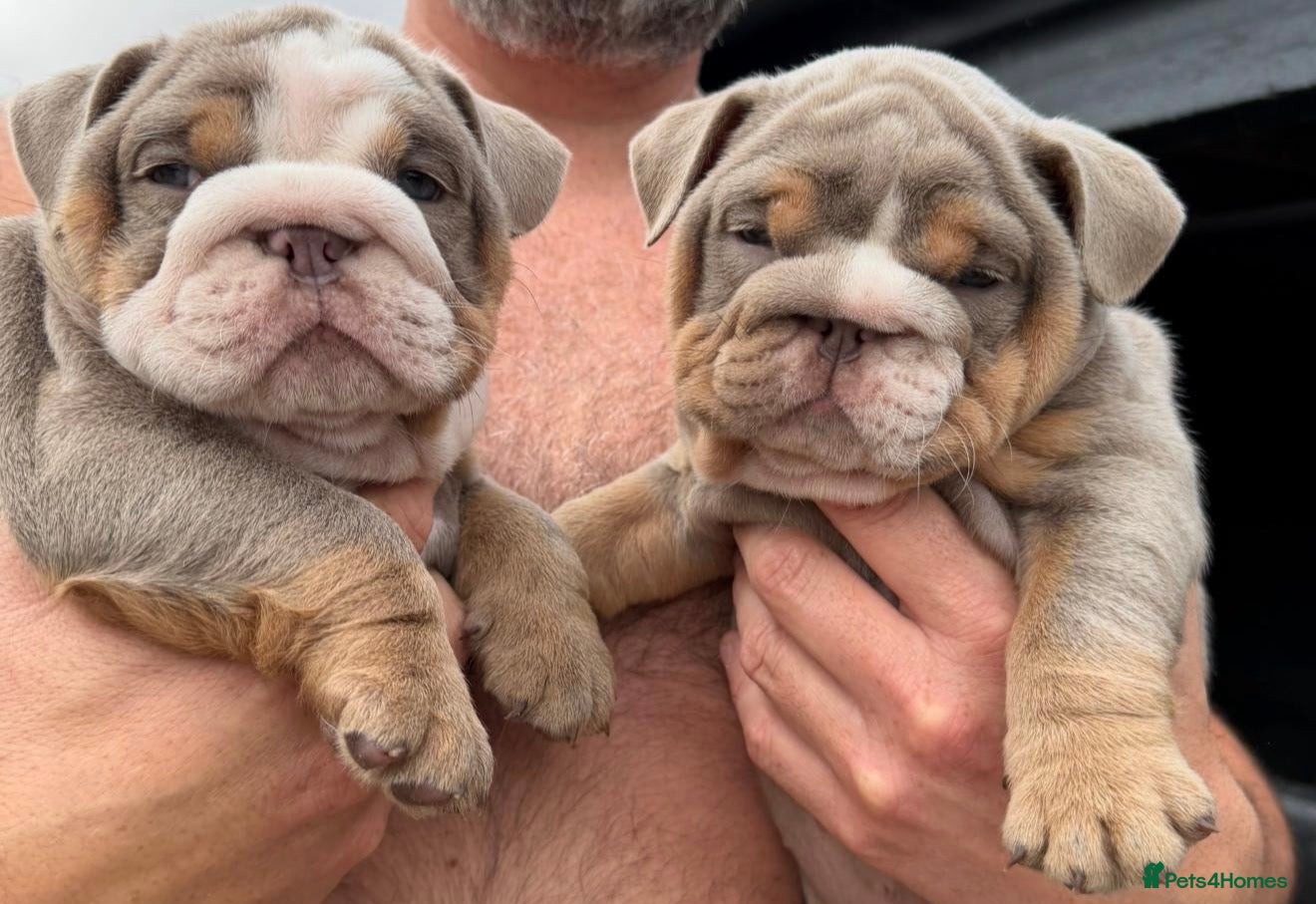 English Bulldog dogs English bulldogs ✨ - Advert 17