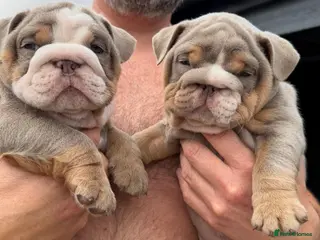 English Bulldog dogs English bulldogs ✨ - Advert 17