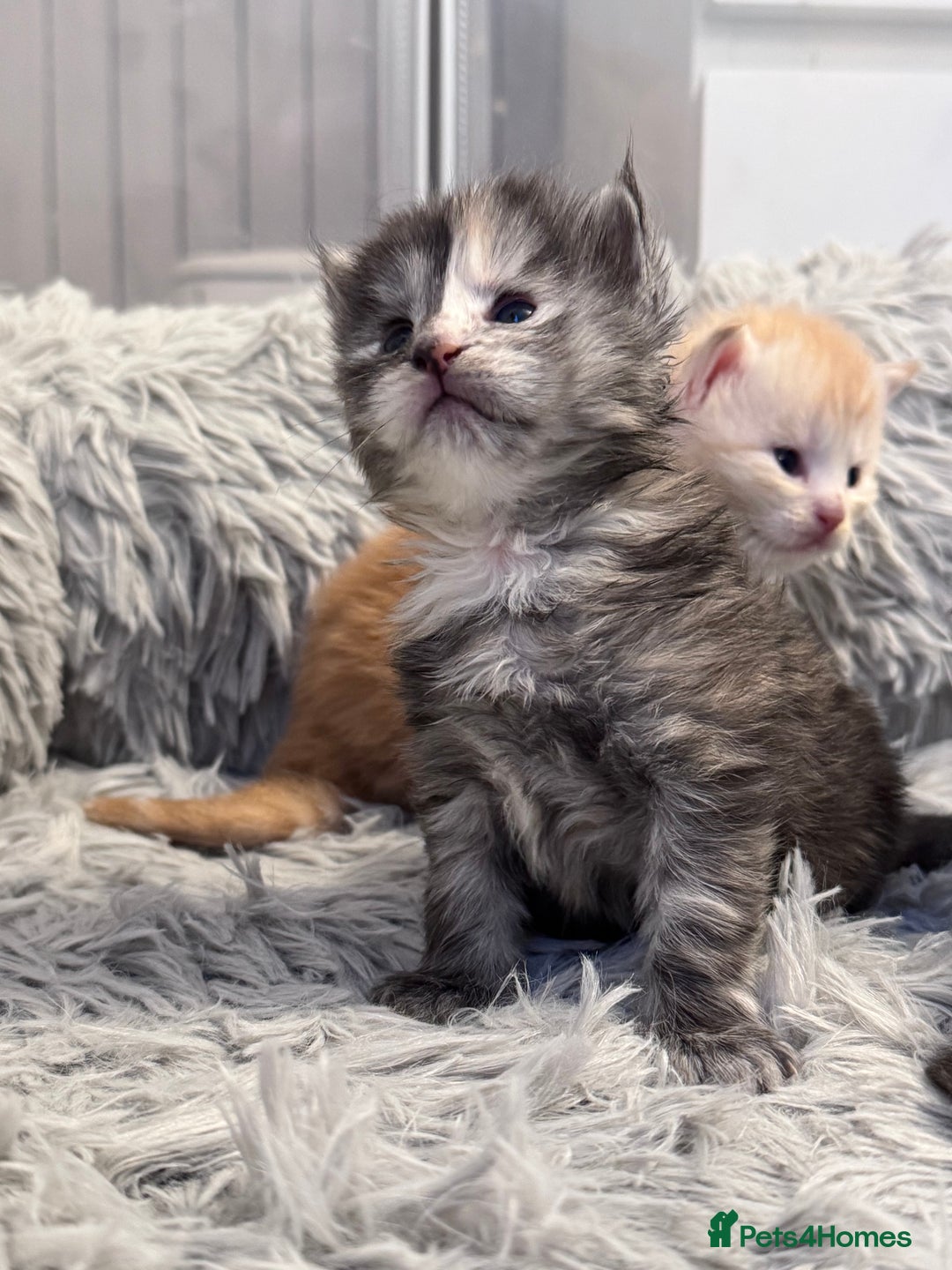 Maine Coon cats for sale: 🌟🌟Beautiful  Maine Coon kittens 🌟🌟🌟 - Advert 4