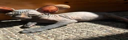Sphynx cats for sale: 5 Canadian Sphynx kittens for sale - Advert 33