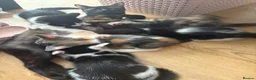 Mixed Breed cats for sale: Our chocolate kitties!!! in Cardiff - Advert 10