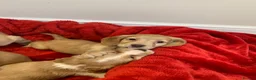 Cocker Spaniel dogs for sale: KC Reg Cocker Spaniel Puppies DNA Tested  in Aberdeen - Advert 8
