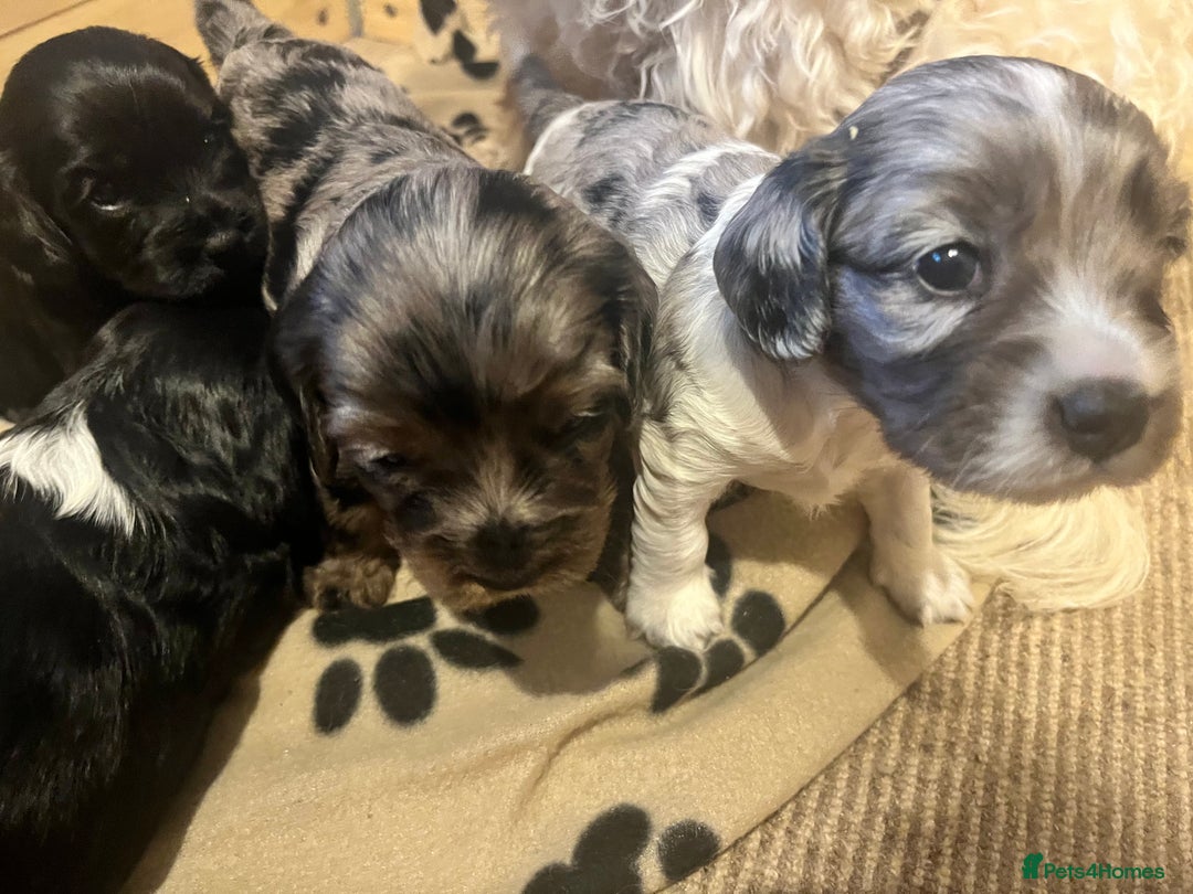 Mixed Breed dogs for sale: Seriously cute Cavapoo puppies - Image 2