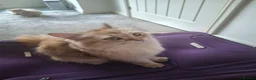 British Longhair cats for sale: Pure British Long Haired Kittwens for sale. - Advert 3