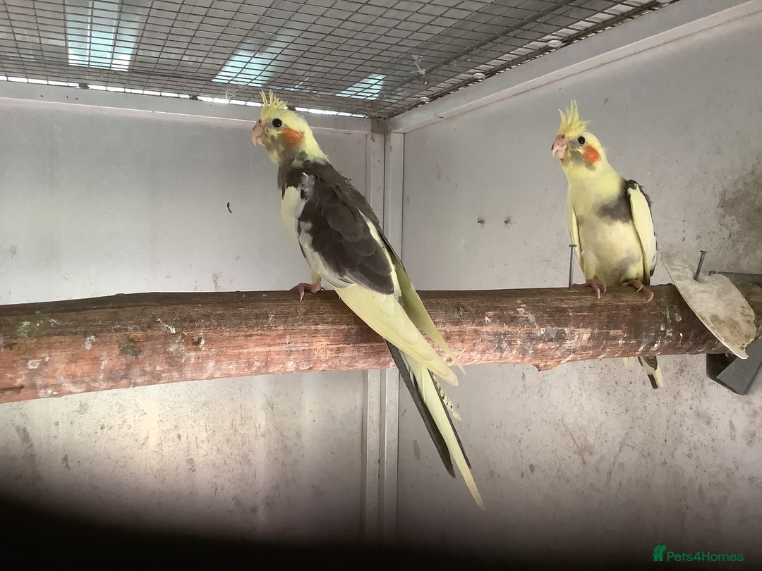 Cockatiels birds for sale: 2025  Cockatiels and Budgies - Image 5