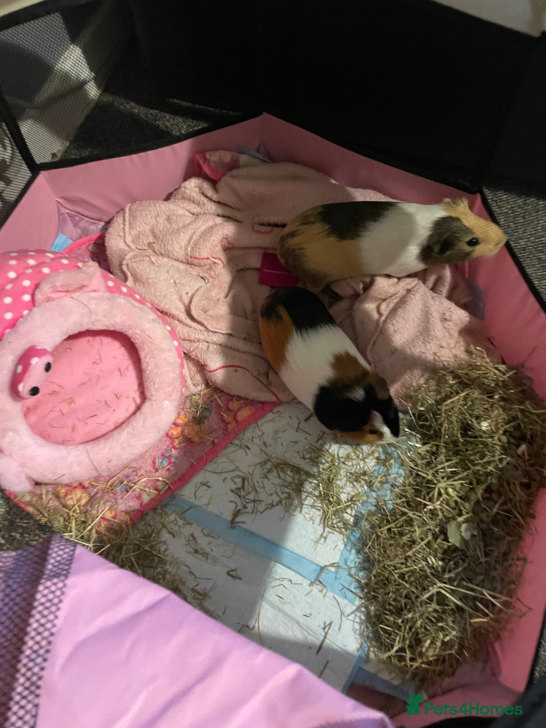 English rabbits for sale: Two Guinny pigs for sale  - Advert 3