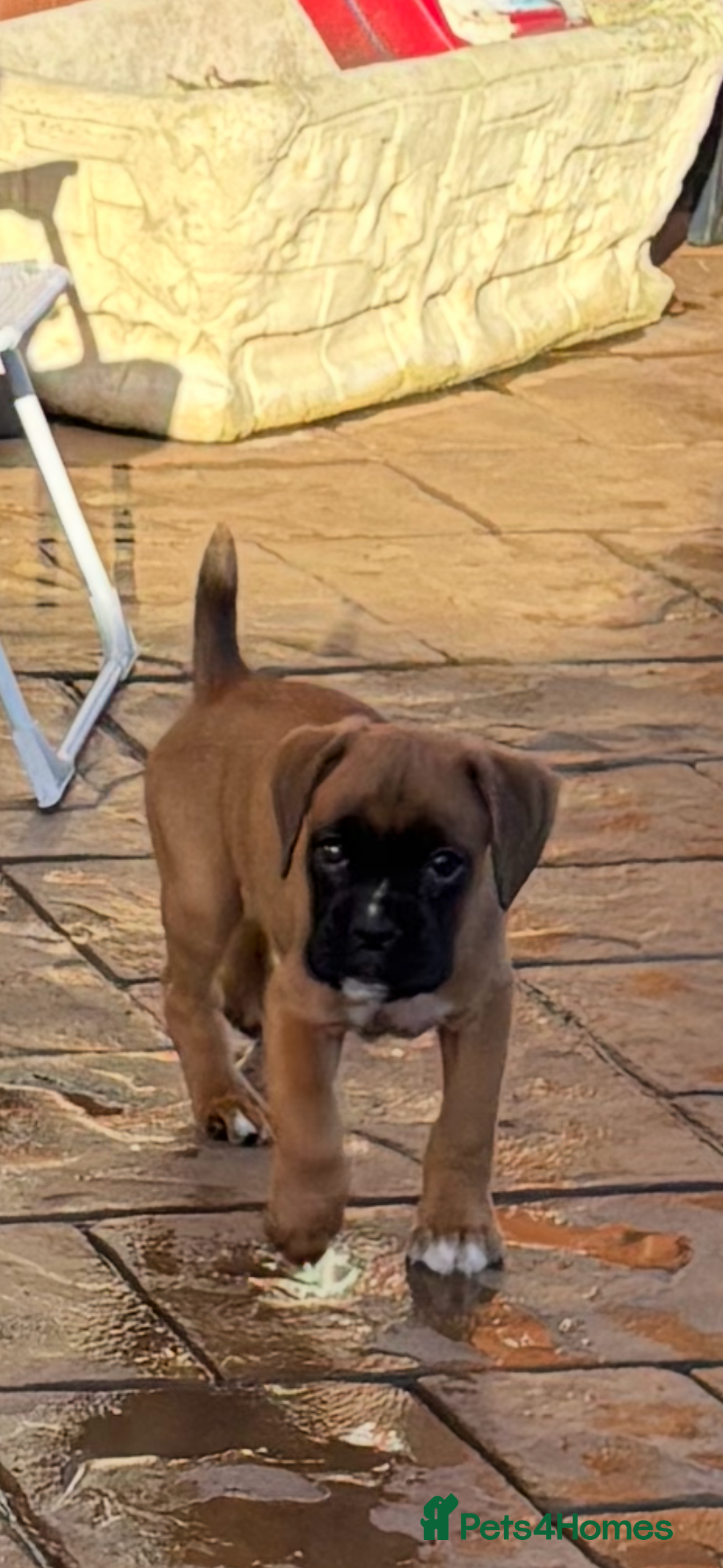 Boxer dogs for sale: Boxer pups  - Advert 9