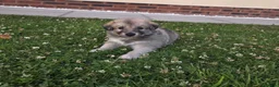 Mixed Breed dogs for sale: 🐶 Gorgeous Border Collie Cross Puppies - Advert 7