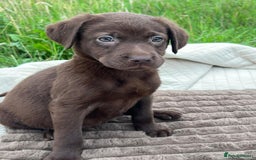 Labrador Retriever dogs for adoption: Jessie * Labrador Retriever * 240724 - Image 2
