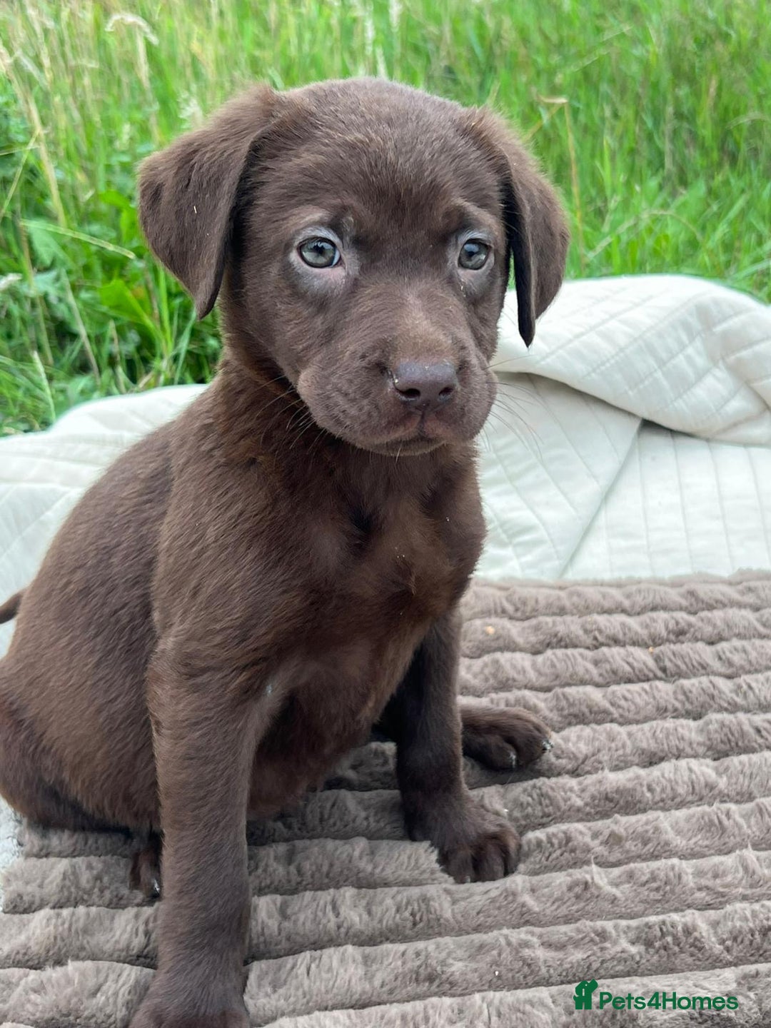 Labrador Retriever dogs for adoption: Jessie * Labrador Retriever * 240724 - Image 2
