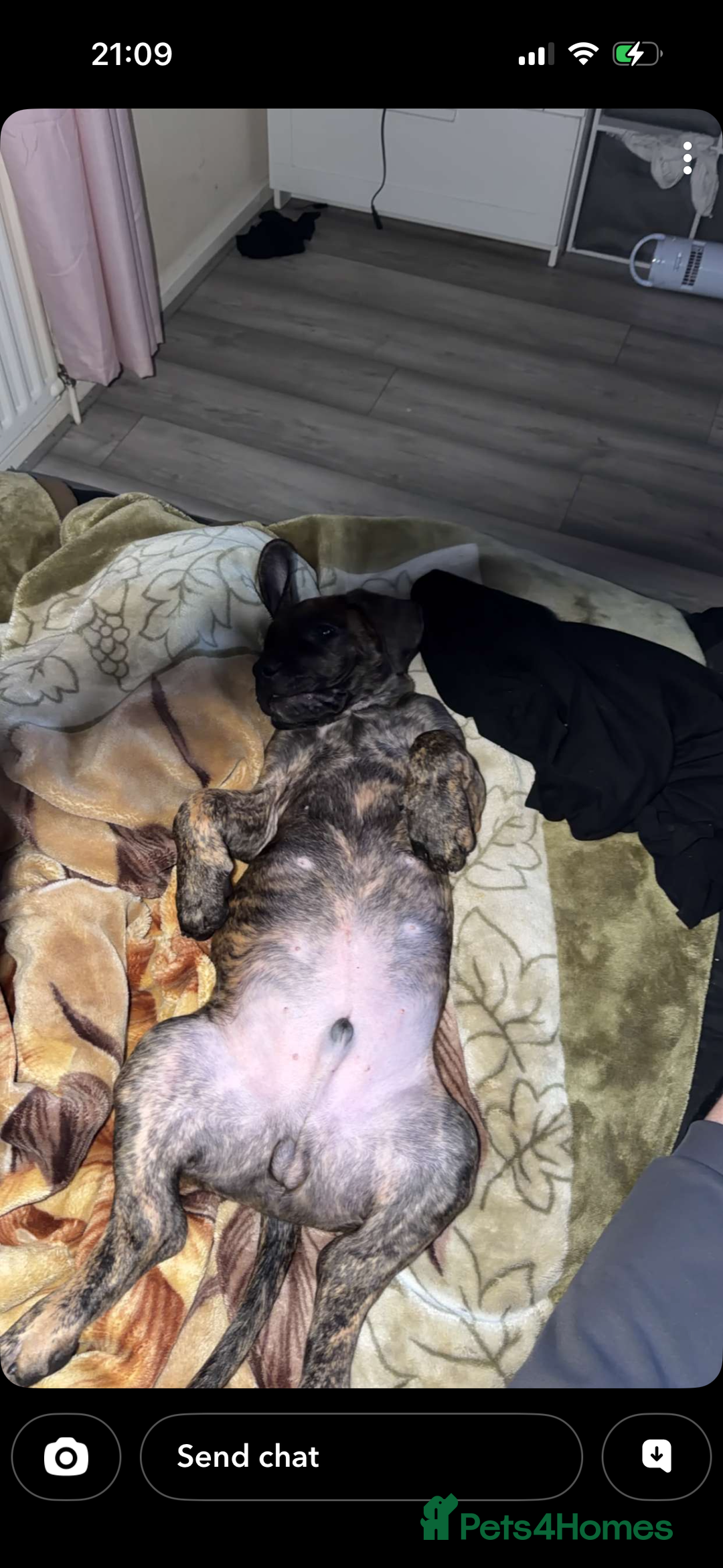 Presa Canario dogs for sale: Presa Canario Puppies  - Advert 9