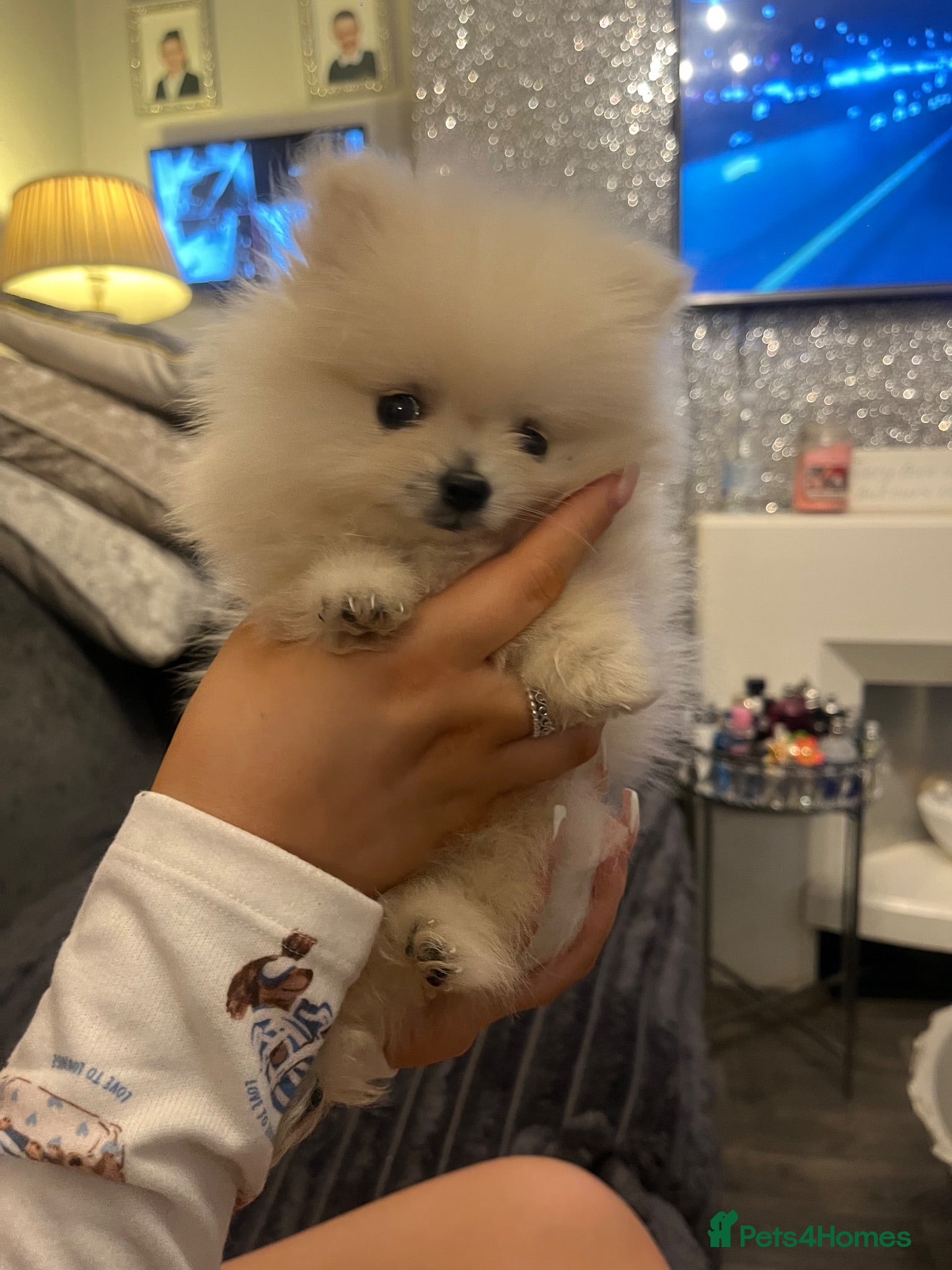 Pomeranian dogs  **  Pomeranian puppy - Advert 1
