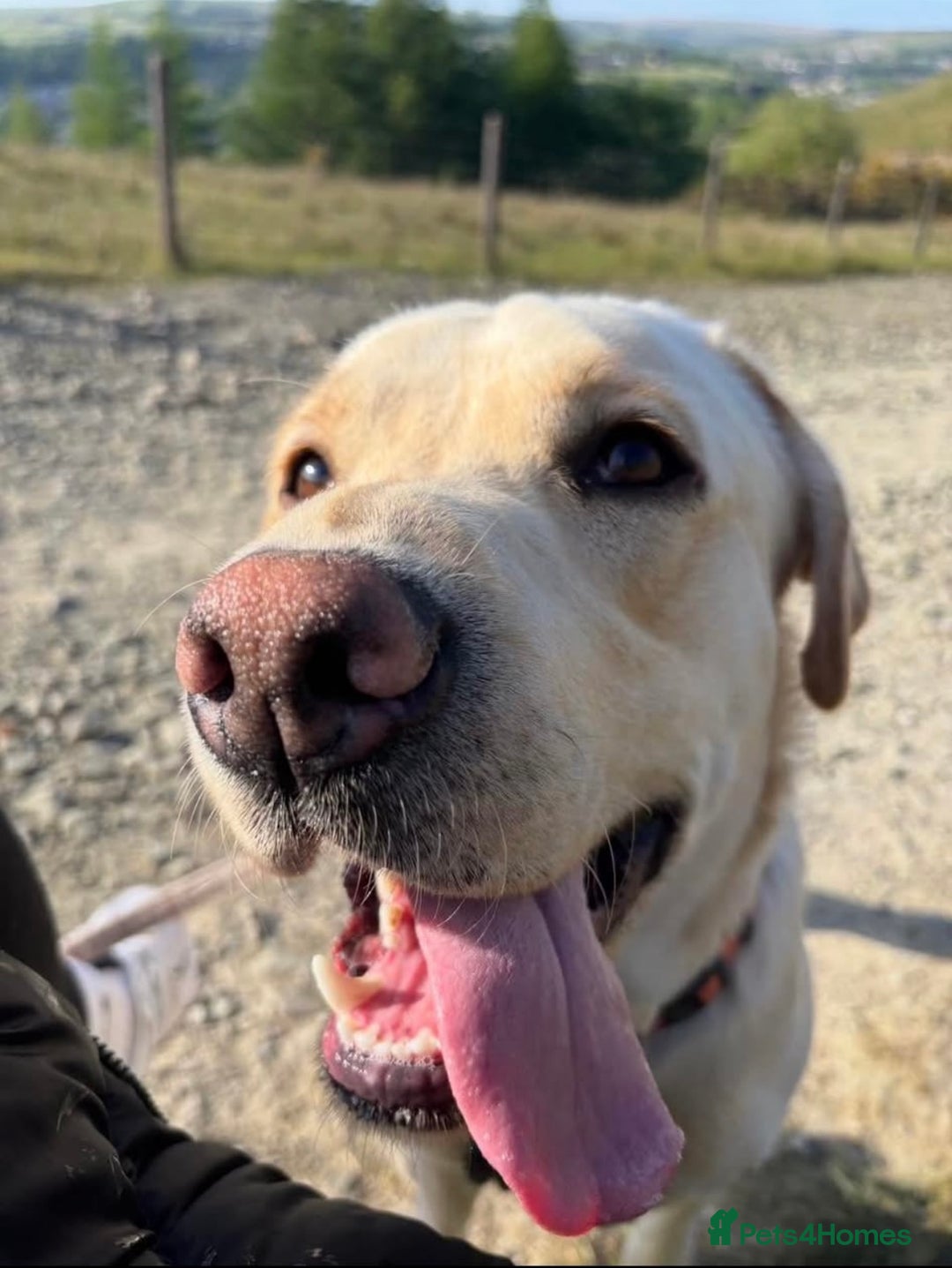 Labrador Retriever dogs for sale: KC Labrador puppies yellow / Red  - Advert 11