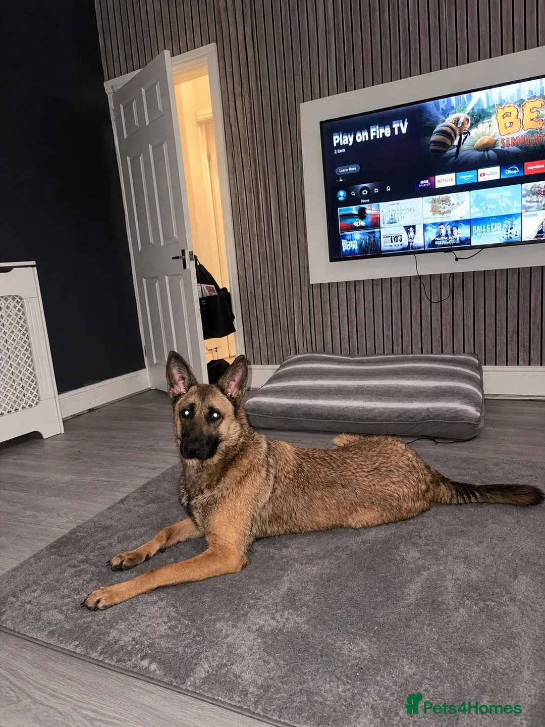 Belgian Shepherd Dog dogs for sale: Narla for re home  - Advert 5
