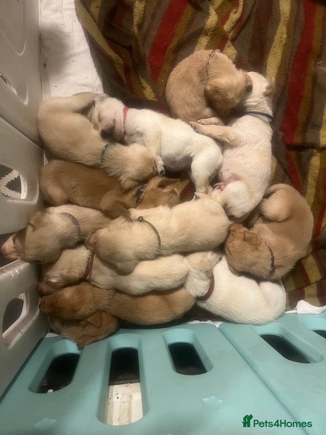 Labrador Retriever dogs for sale: Adorable Labrador puppies  - Advert 1