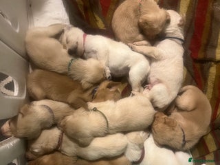 Labrador Retriever dogs Adorable Labrador puppies - Advert 6