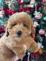 Miniature Poodle dogs Miniature poodles *ready to leave* - Advert 14