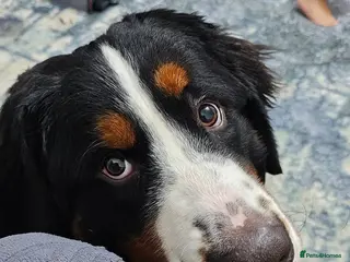 Bernese Mountain Dog dogs Bernese Mountain dog in Coventry - Advert 3