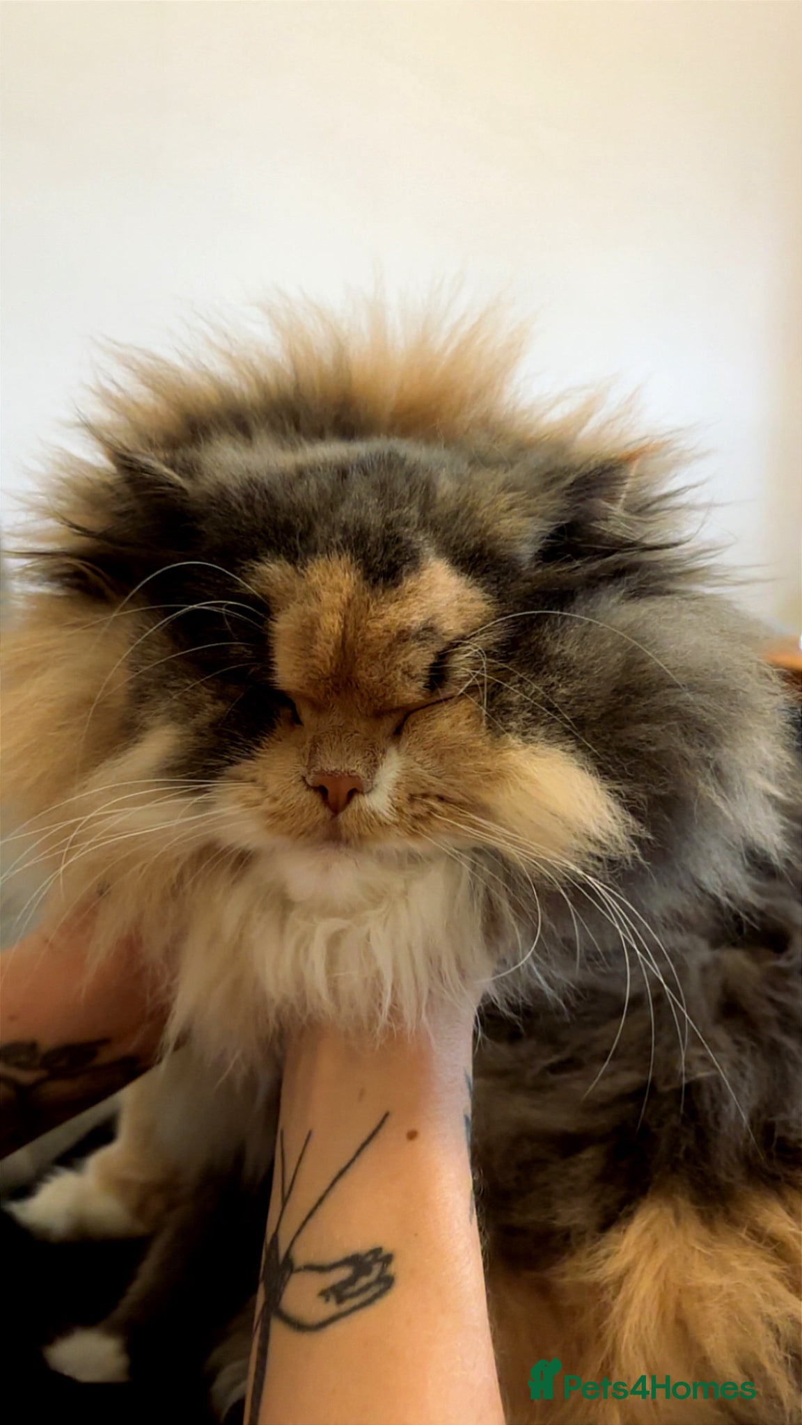 British Longhair cats 🐈‍⬛ British Longhair Mix Brother & Sister 🐈‍⬛  - Advert 1