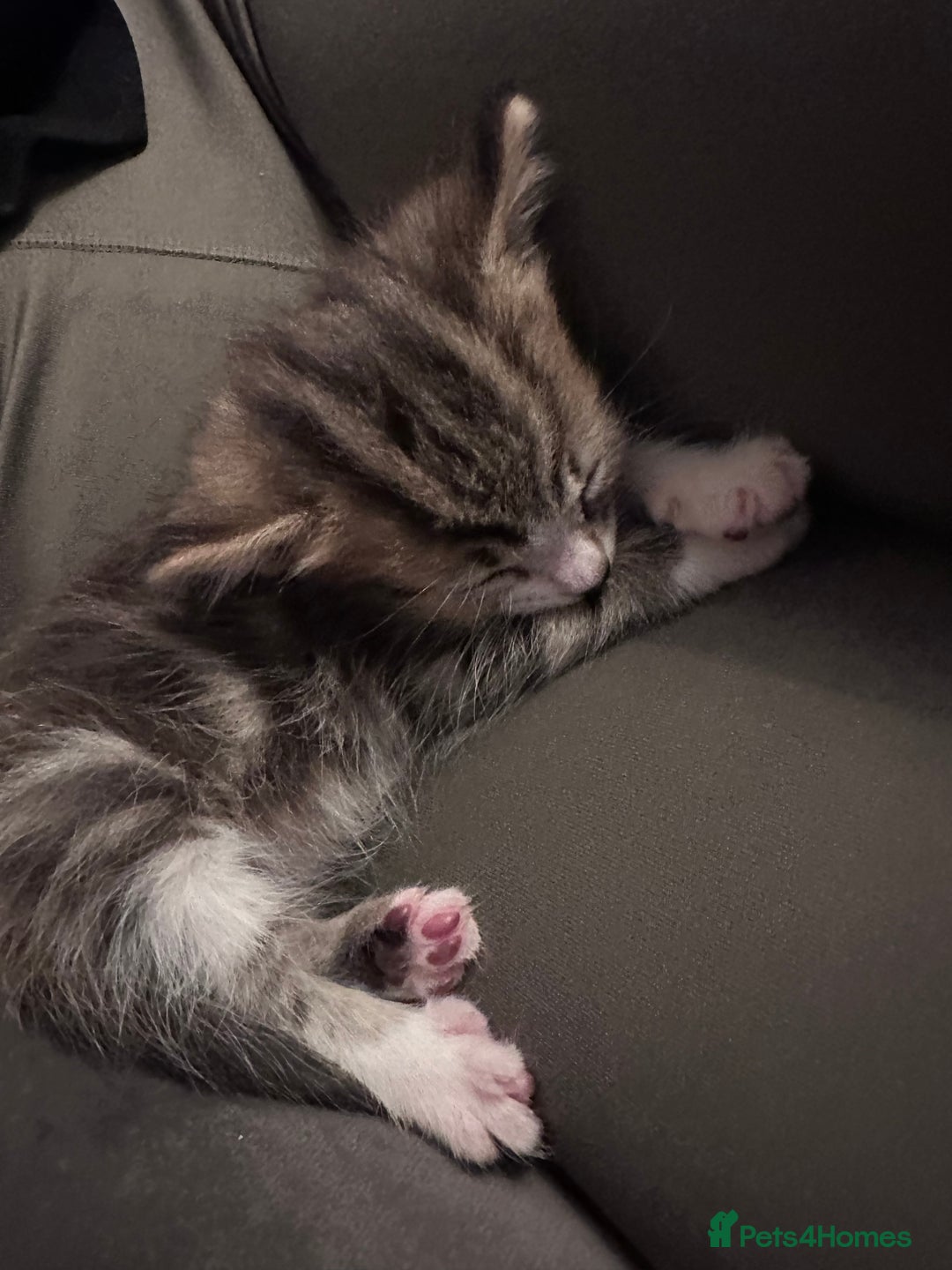 Mixed Breed cats for sale: Last 2 loving kittens  - Image 5