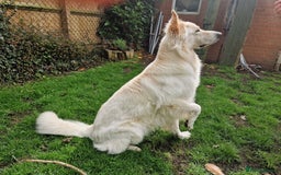 German Shepherd dogs for stud: White German Shepherd Dog - Stud - KC Registered  in Birmingham - Image 4