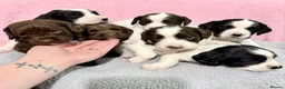 Springador dogs for sale: Beautiful Springador Puppies – 4 Weeks Old  - Advert 1