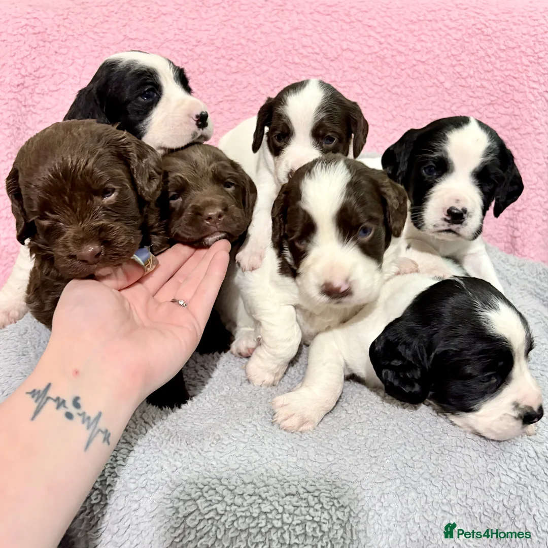 Springador dogs for sale: Beautiful Springador Puppies – 4 Weeks Old  - Advert 1