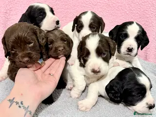 Springador dogs Beautiful Springador Puppies – 4 Weeks Old - Advert 17
