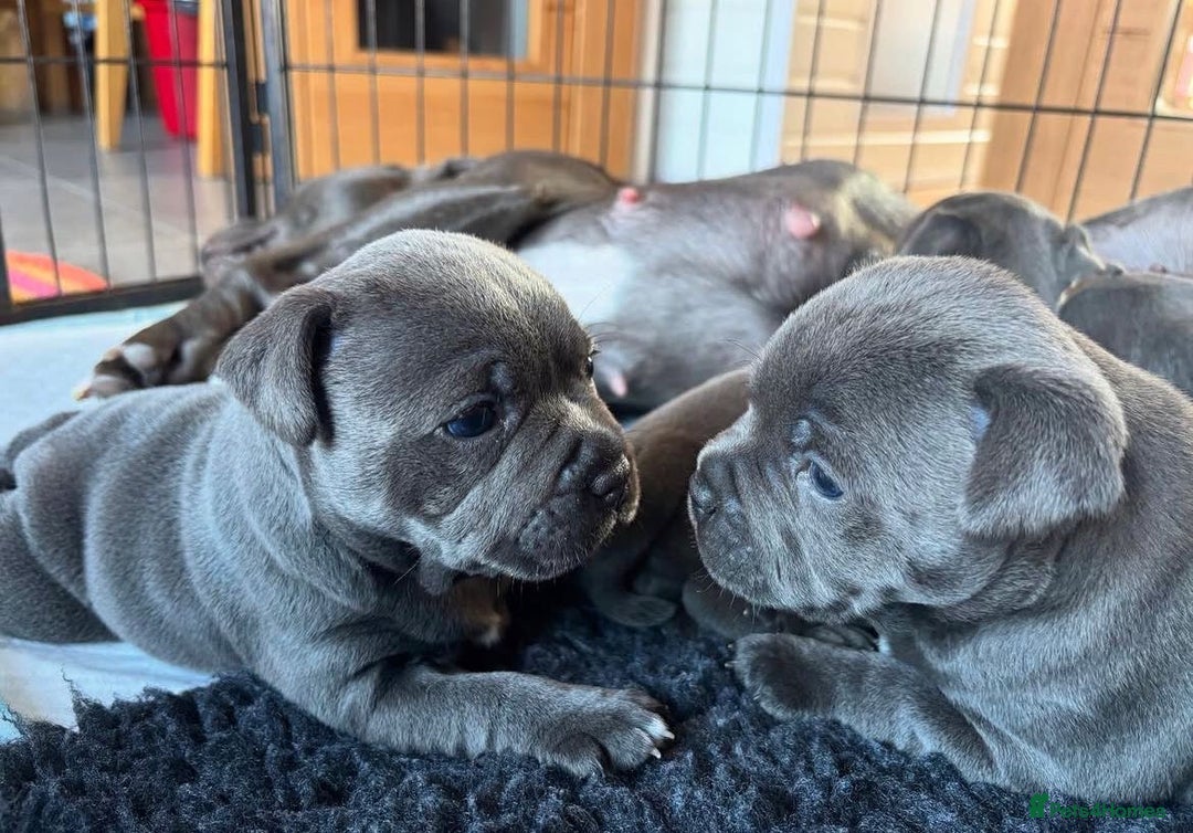 Staffordshire Bull Terrier dogs for sale: KC blue Staffordshire bull terrier puppies  - Advert 8