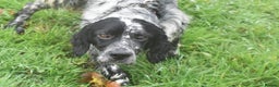English Setter dogs for adoption: Aquiles - Advert 7