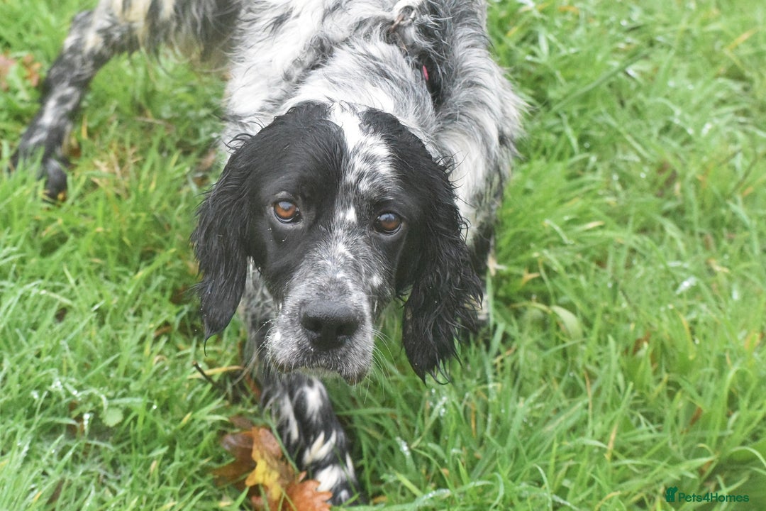 English Setter dogs for adoption: Aquiles - Advert 7