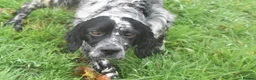 English Setter dogs for adoption: Aquiles - Advert 7
