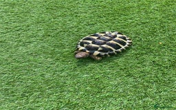 Hermann Tortoise reptiles for sale: Herman’s Tortoise  - Image 3