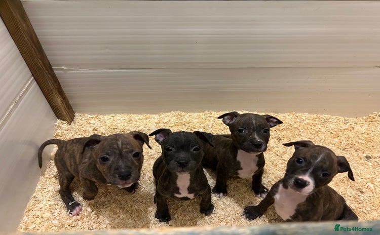Staffordshire Bull Terrier dogs Stunning KC Staffordshire bull terrier puppies - Advert 5