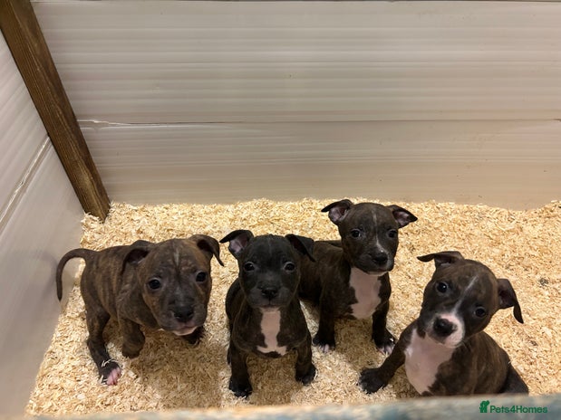Staffordshire Bull Terrier dogs Stunning KC Staffordshire bull terrier puppies - Advert 2