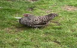 Chickens poultry for sale: 3 Maran hens needing new home - Image 4