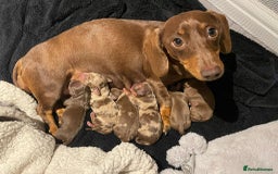 Dachshund dogs for sale: Miniature smooth coat dachshund  - Image 5