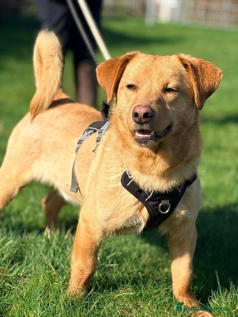 Mixed Breed dogs Meet Logan, currently residing in Essex - Advert 2