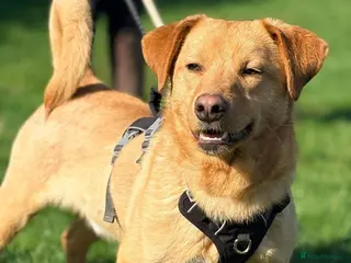 Mixed Breed dogs Meet Logan, currently residing in Essex - Advert 2