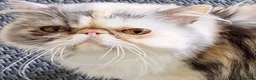 Persian cats for sale:  silver tortie tabby, white female spayed .  - Advert 1