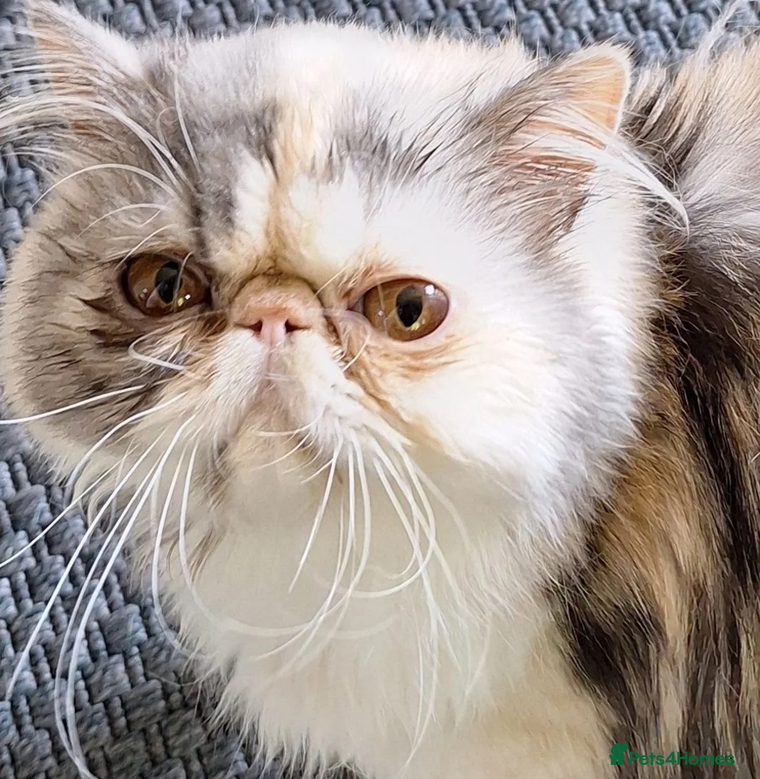 Persian cats for sale:  silver tortie tabby, white female spayed .  - Advert 1
