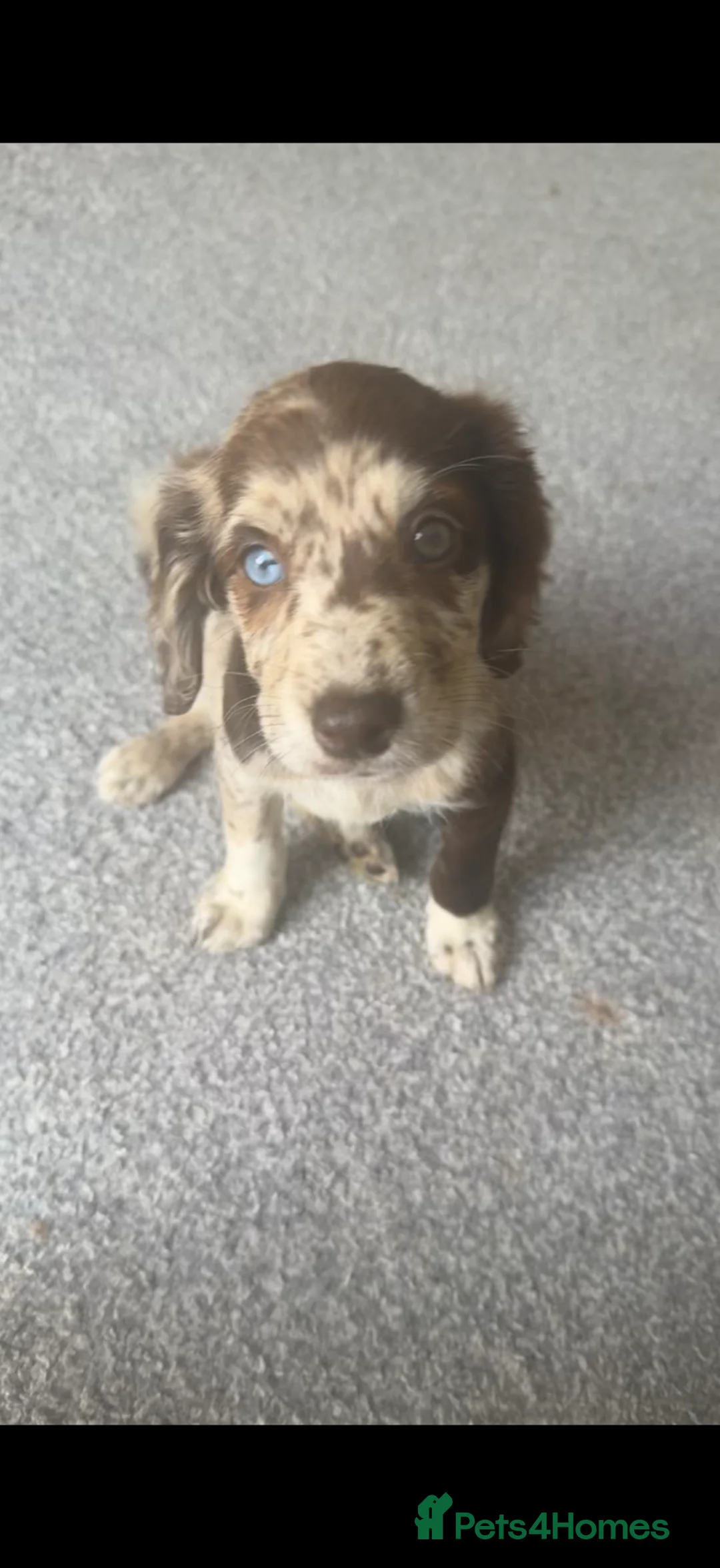 Sprocker dogs for sale: Puppy for rehoming - Advert 7