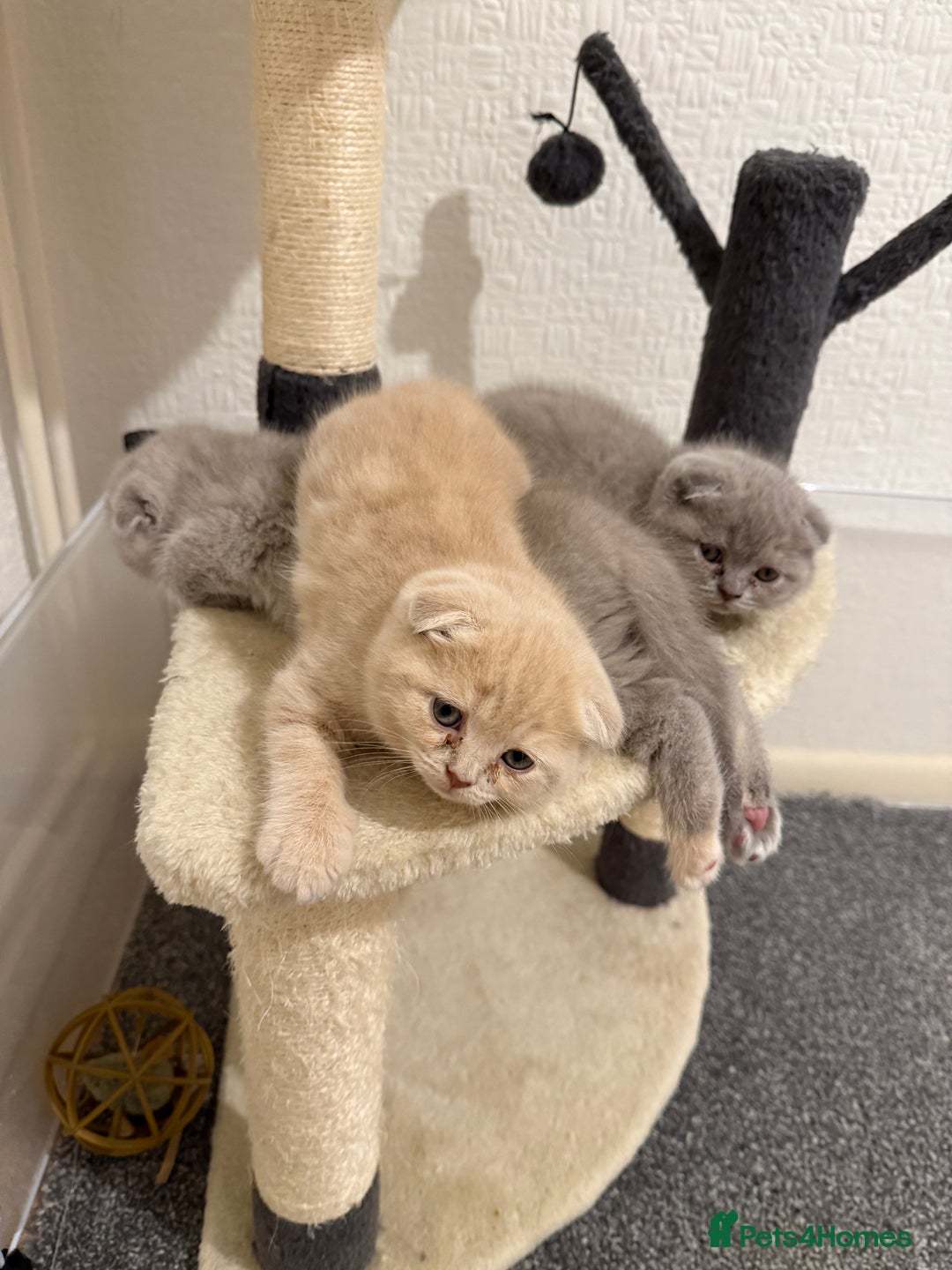 Scottish Fold cats for sale: 3 Adorable Scottish Fold Kittens🩷💙🩷 - Image 34