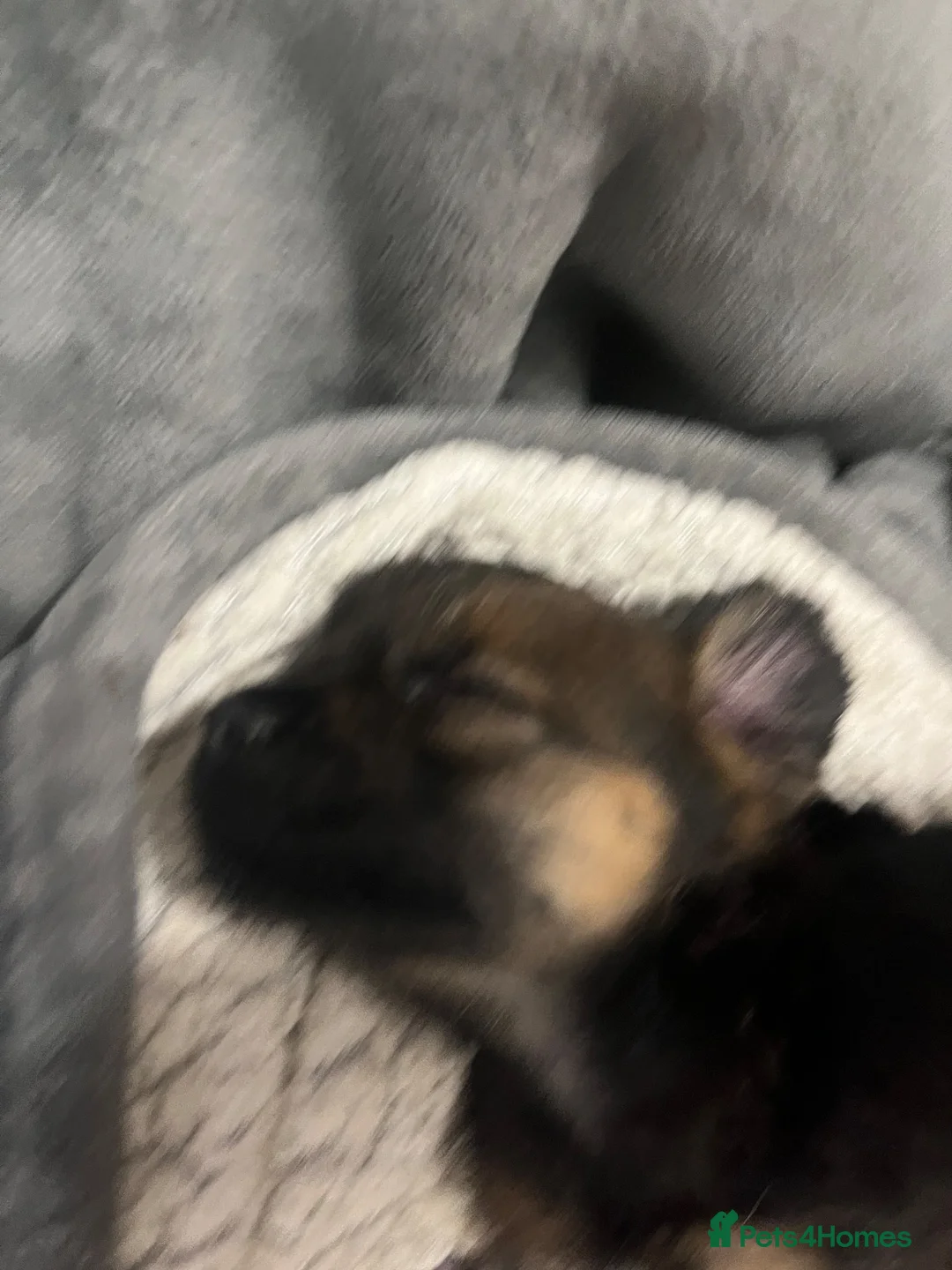 Border Terrier dogs for sale: Border Terrier Puppies - Advert 2