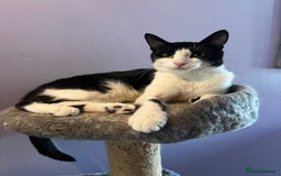 Mixed Breed cats for adoption: 4 month kitten ready for new home - Image 2